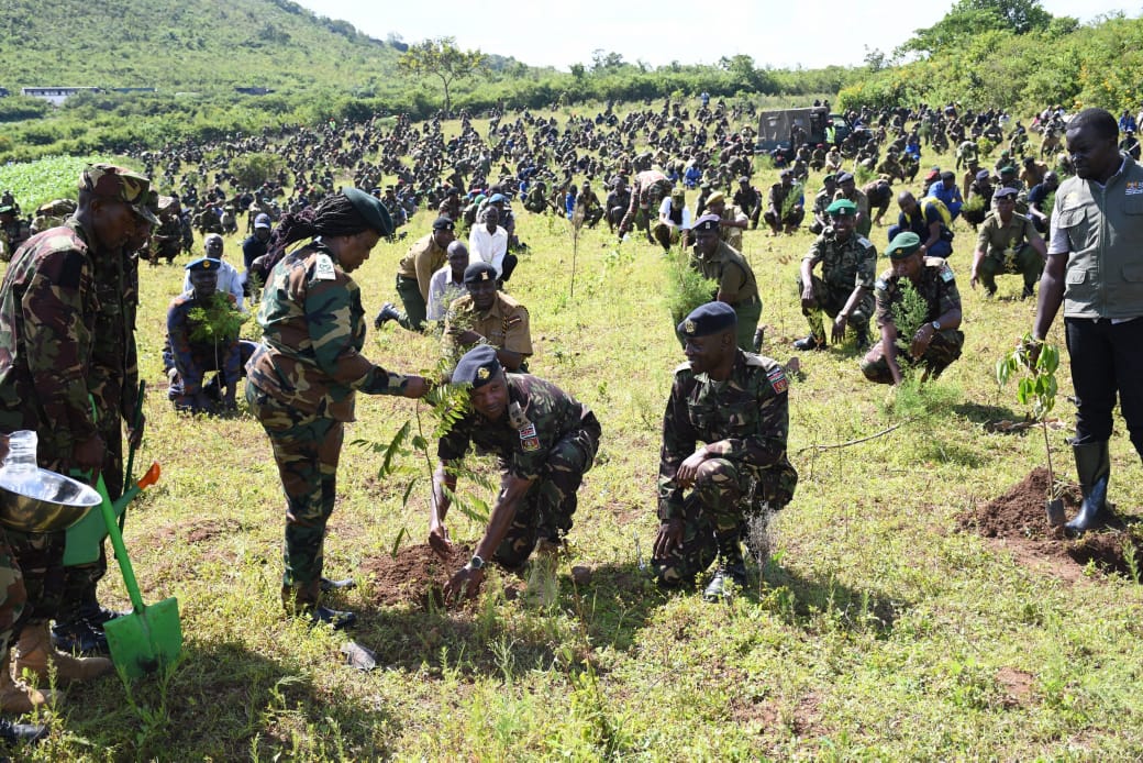 Tree planting