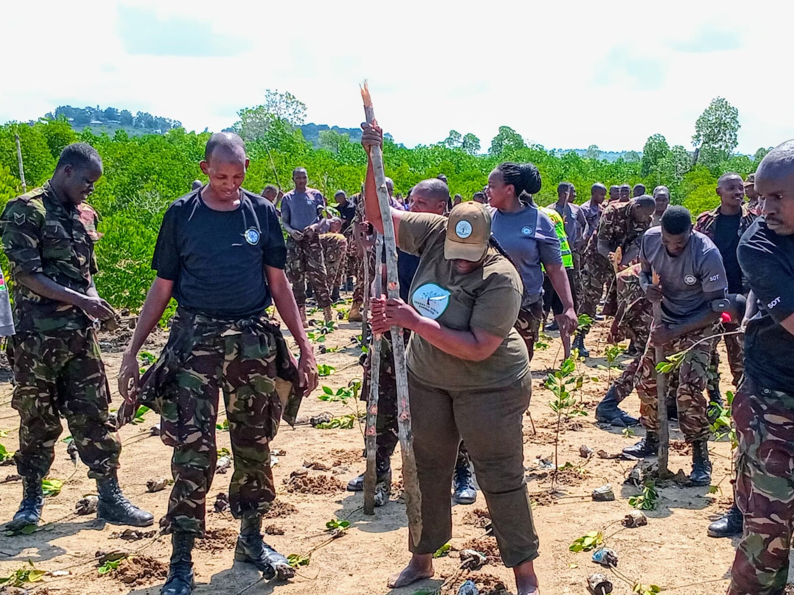 Tree planting
