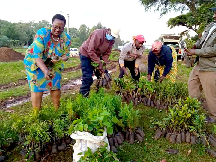 Tree Planting